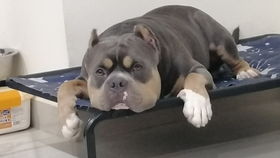 吐槽某知名寵物網(wǎng)絡(luò)科技公司的雞肋產(chǎn)品 第八期 猛犬俱樂(lè)部